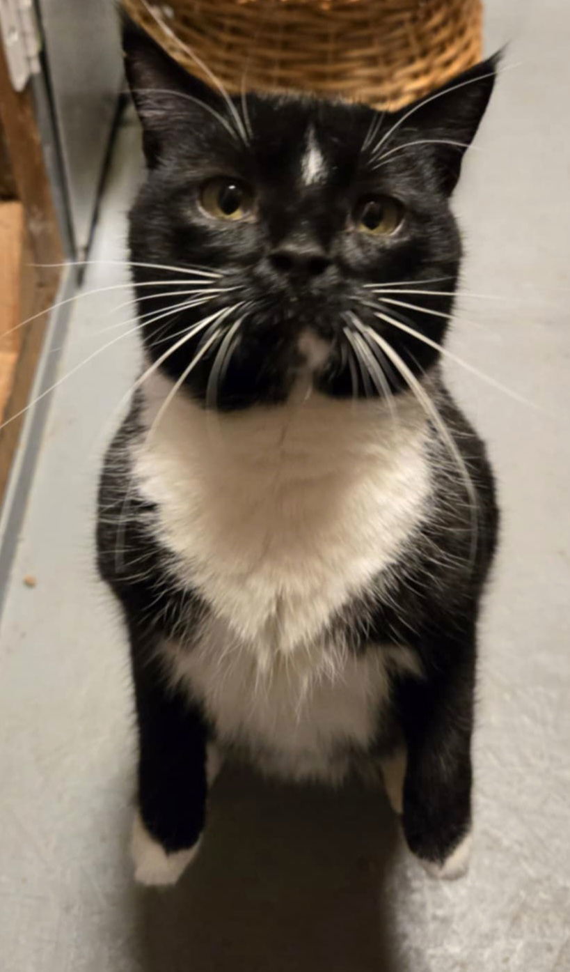 Oreo