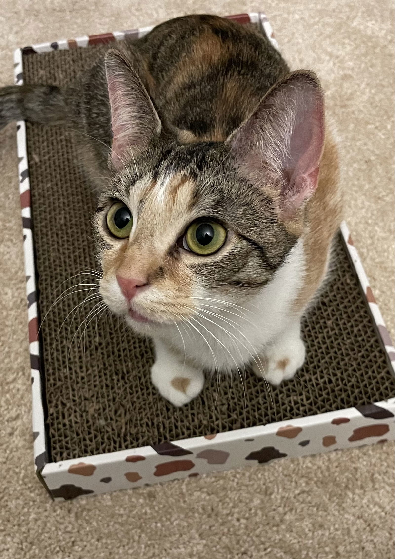 Cheri
