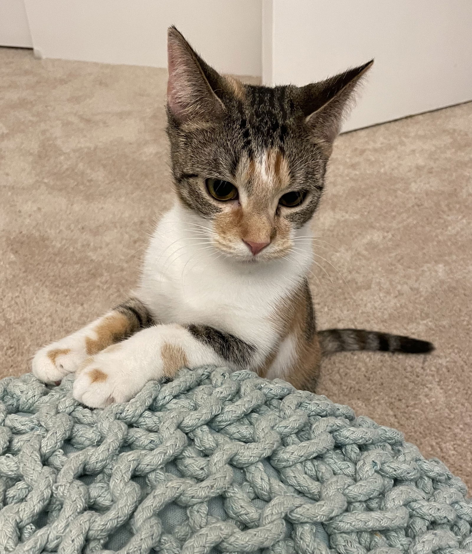 Cheri