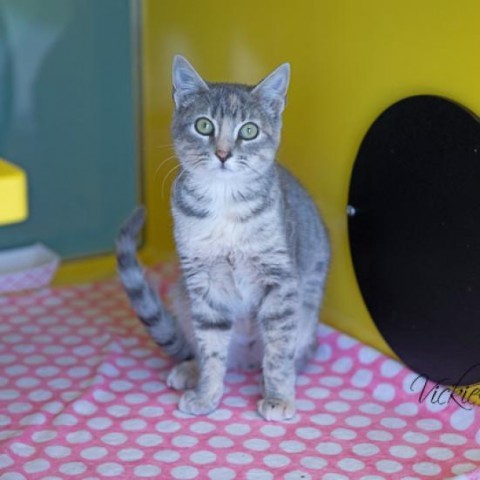 Agatha, an adoptable Domestic Short Hair in Abilene, TX, 79602 | Photo Image 1