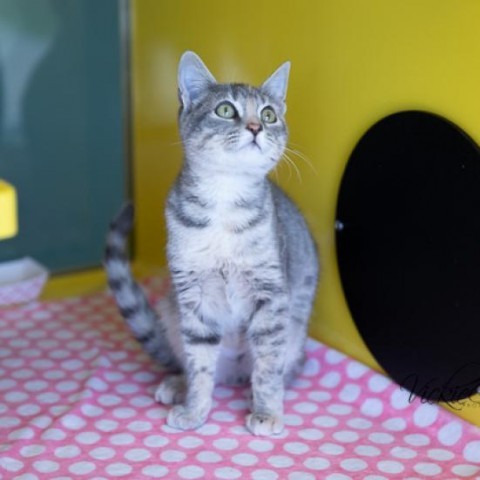 Agatha, an adoptable Domestic Short Hair in Abilene, TX, 79602 | Photo Image 3