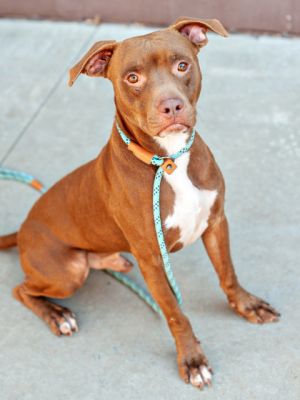 Looking for that special dog that loves everyone big and small old and young male and female Meet