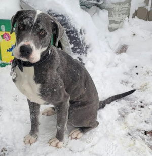 Harley, an adoptable Great Dane in Georgetown, CO, 80444 | Photo Image 1