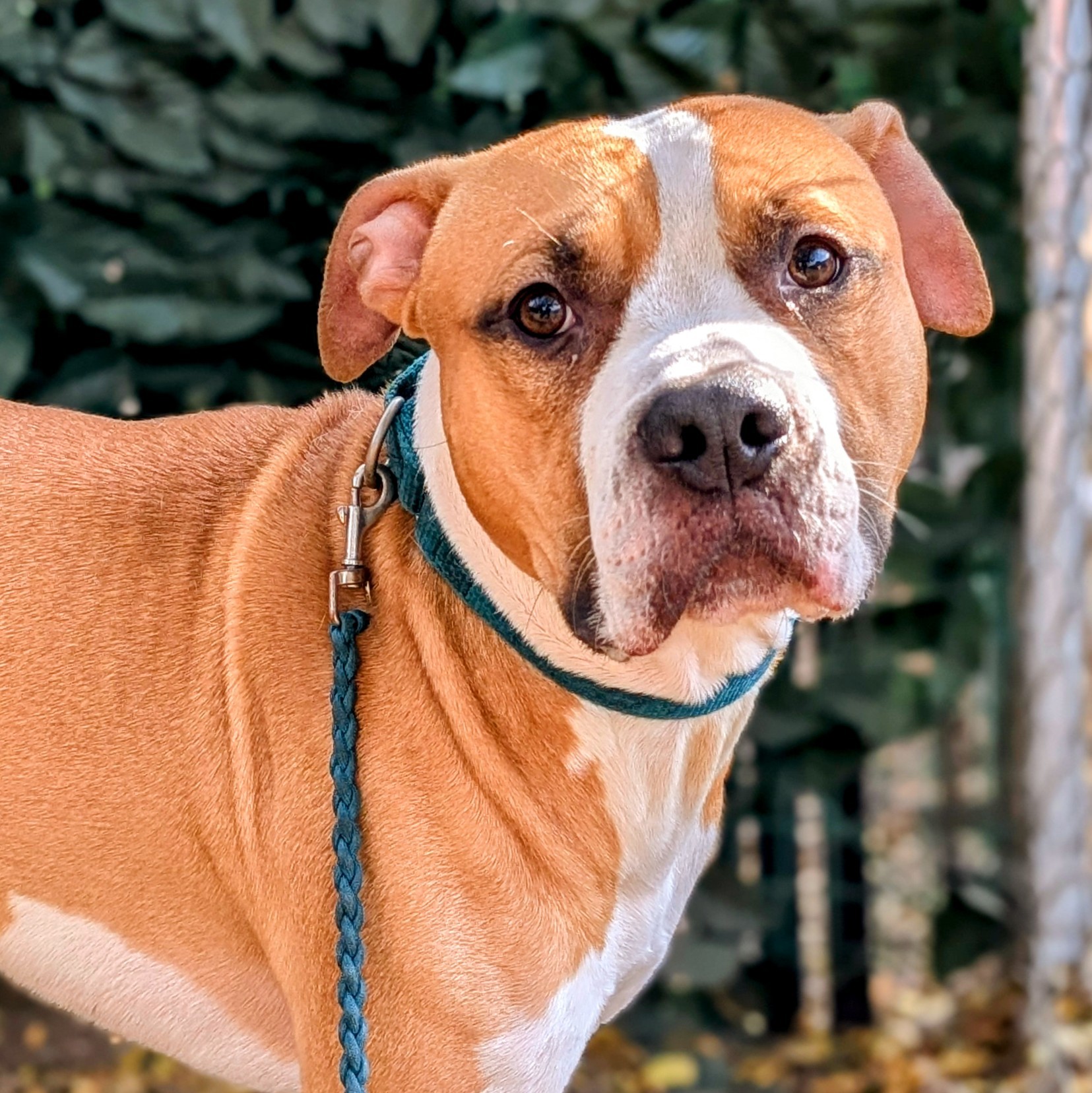 Dog for adoption Price, a Mixed Breed in Cincinnati, OH Petfinder