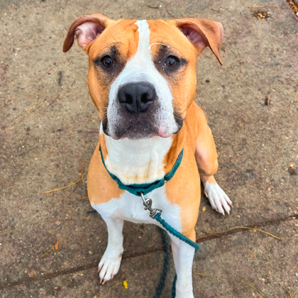 Dog for adoption Price, a Mixed Breed in Cincinnati, OH Petfinder