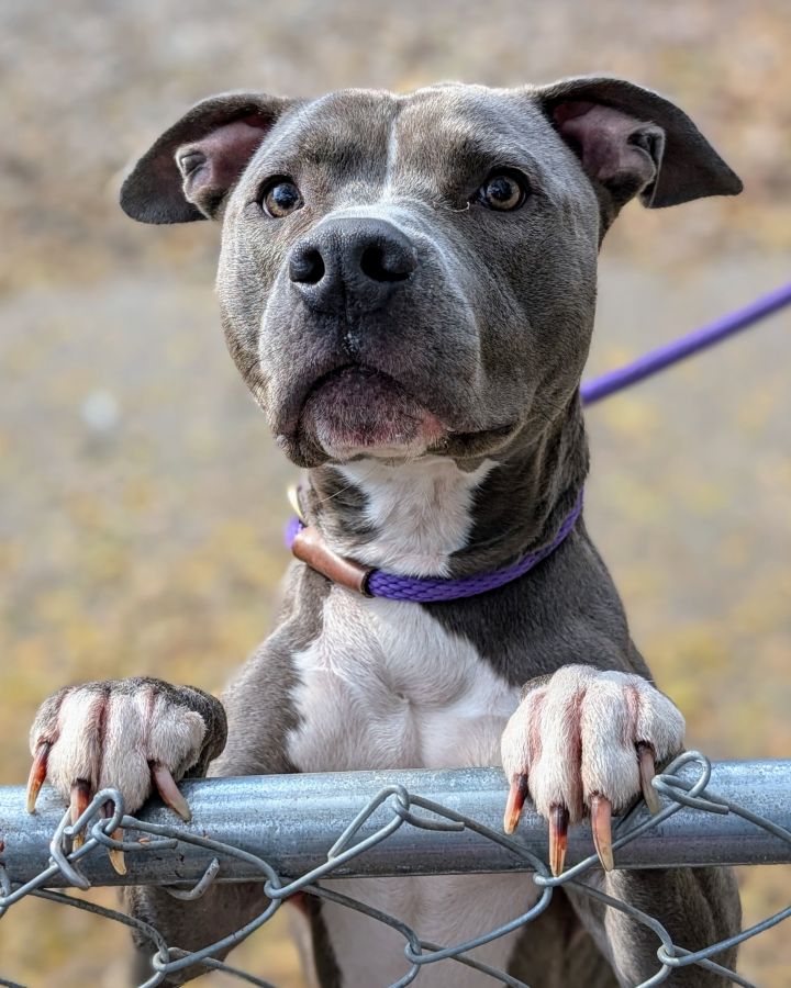 Dog for adoption Vilgax, a Mixed Breed in Cincinnati, OH Petfinder