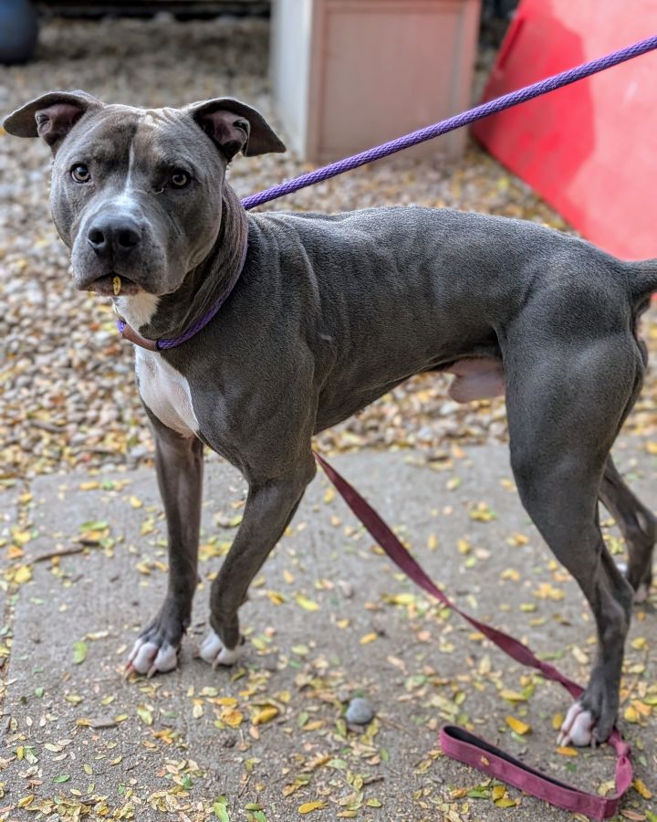 Dog for adoption Vilgax, a Mixed Breed in Cincinnati, OH Petfinder