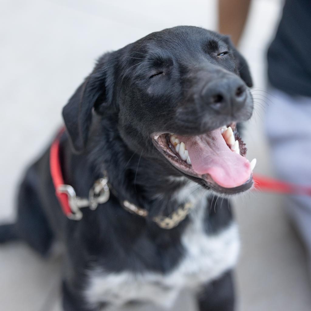 Brantley, an adoptable Collie in Sioux Falls, SD, 57106 | Photo Image 1