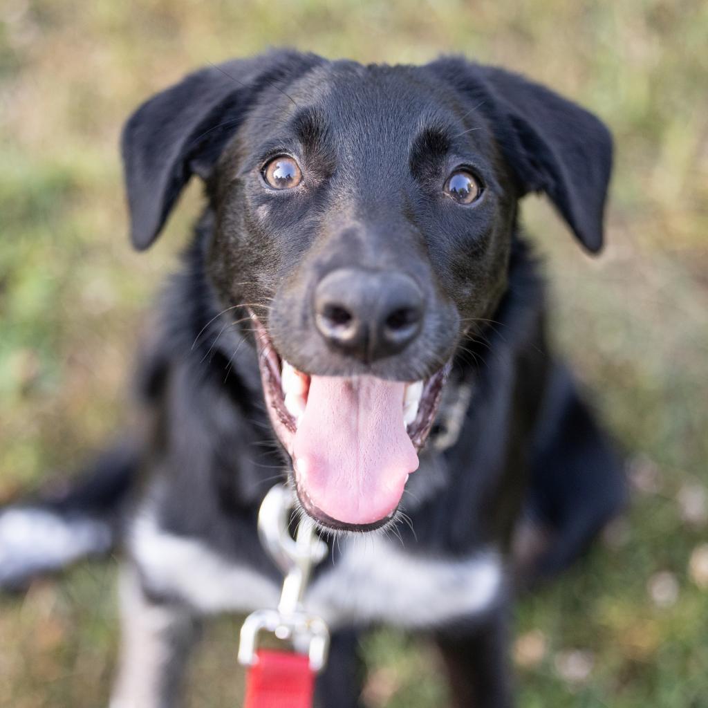 Brantley, an adoptable Collie in Sioux Falls, SD, 57106 | Photo Image 2