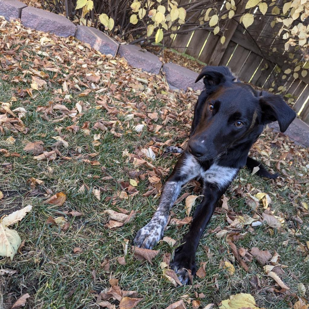Brantley, an adoptable Collie in Sioux Falls, SD, 57106 | Photo Image 3