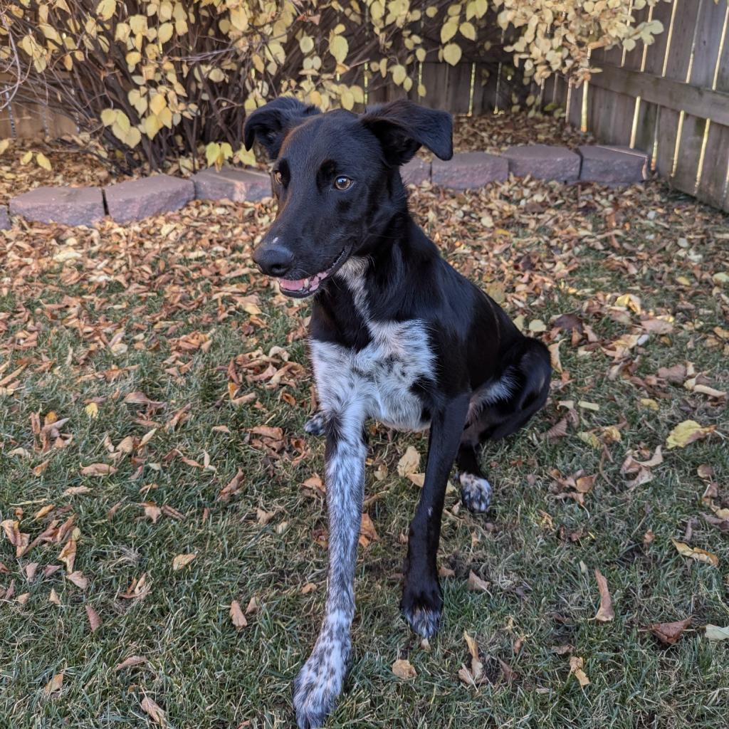 Brantley, an adoptable Collie in Sioux Falls, SD, 57106 | Photo Image 4
