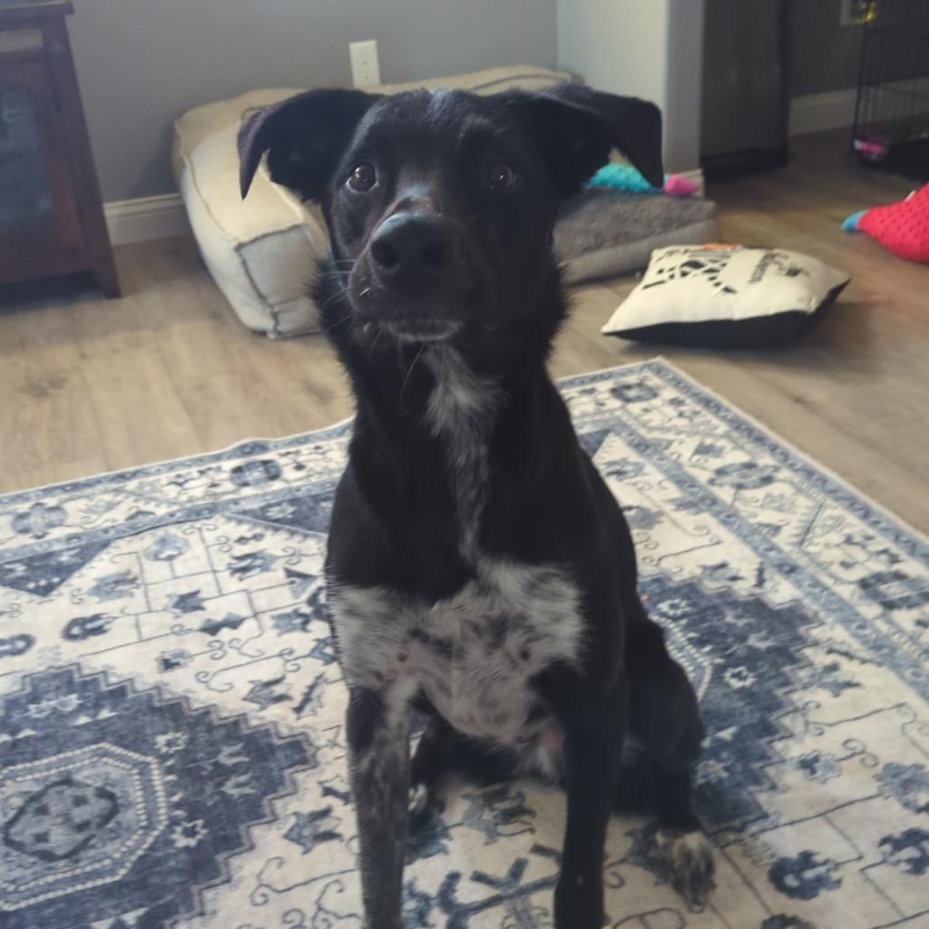 Brantley, an adoptable Collie in Sioux Falls, SD, 57106 | Photo Image 5