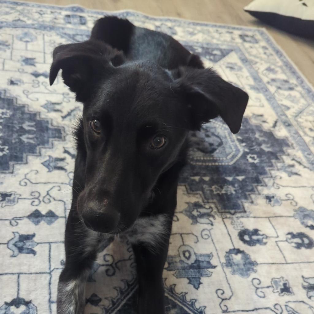 Brantley, an adoptable Collie in Sioux Falls, SD, 57106 | Photo Image 6