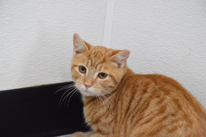 Cat for adoption Poe, a Domestic Short Hair in West Chester, PA