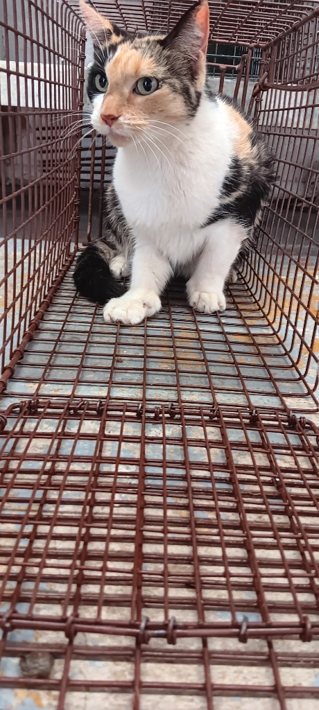 Nikki, an adoptable Domestic Short Hair in Brownwood, TX, 76801 | Photo Image 1