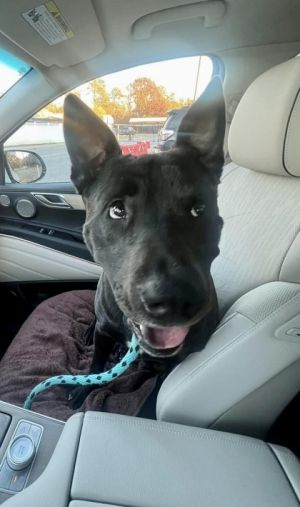 Athena doesnt look like she has had the best life She looks to have been used for breeding and the