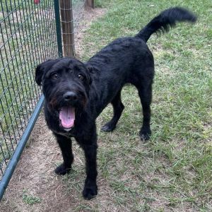 Harlow Rene Standard Poodle Dog