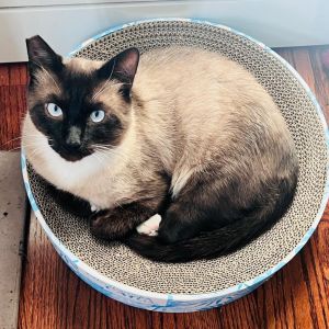 Rocky is one of the most handsome charming and loving 3-legged kitties that you will ever meet Th