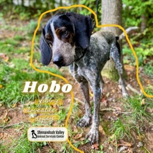 Hobo