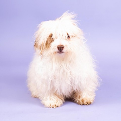 Icicle, an adoptable Havanese in Northbrook, IL, 60062 | Photo Image 1