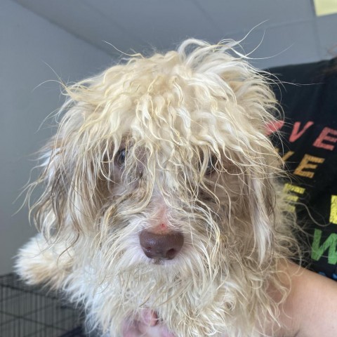 Icicle, an adoptable Havanese in Northbrook, IL, 60062 | Photo Image 2