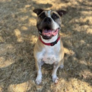 Cowboy, Adult Male Mixed Breed