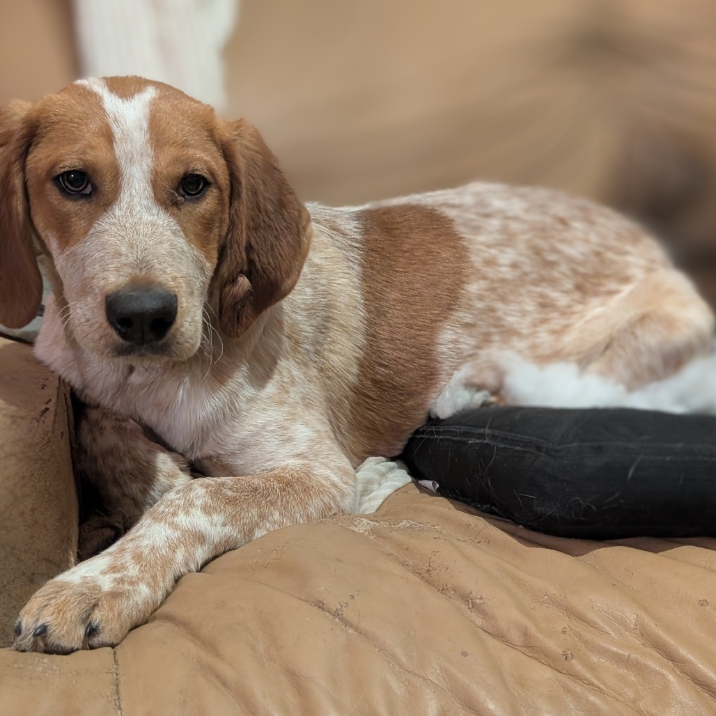 Snickerdoodle Az, an adoptable Bloodhound, Mixed Breed in Las Vegas, NV, 89145 | Photo Image 1