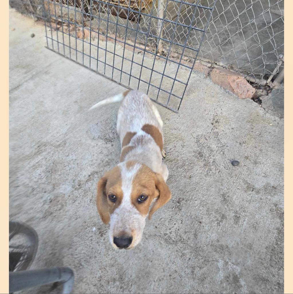 Snickerdoodle Az, an adoptable Bloodhound, Mixed Breed in Las Vegas, NV, 89145 | Photo Image 2