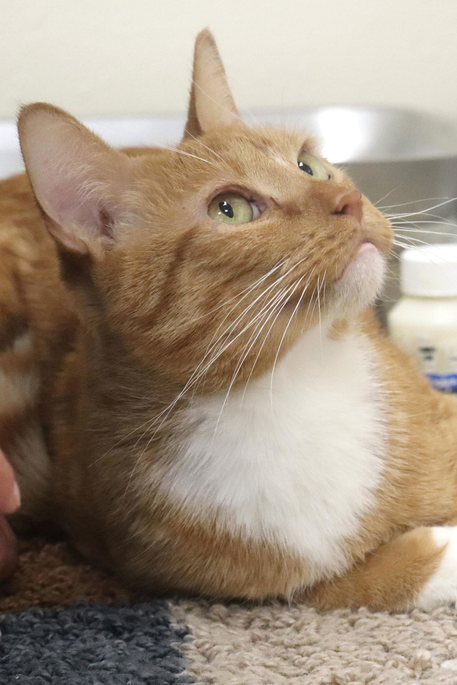 Cat for adoption Leo, a Domestic Short Hair in ster, WI Petfinder