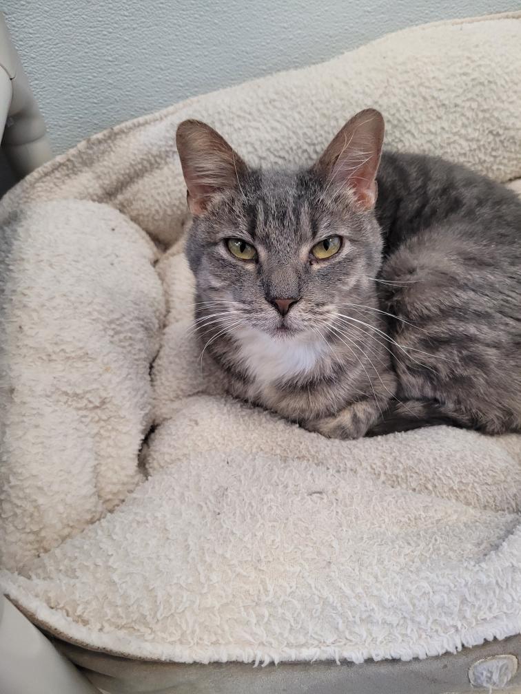 Larry, an adoptable Domestic Short Hair in Webster, WI, 54893 | Photo Image 1