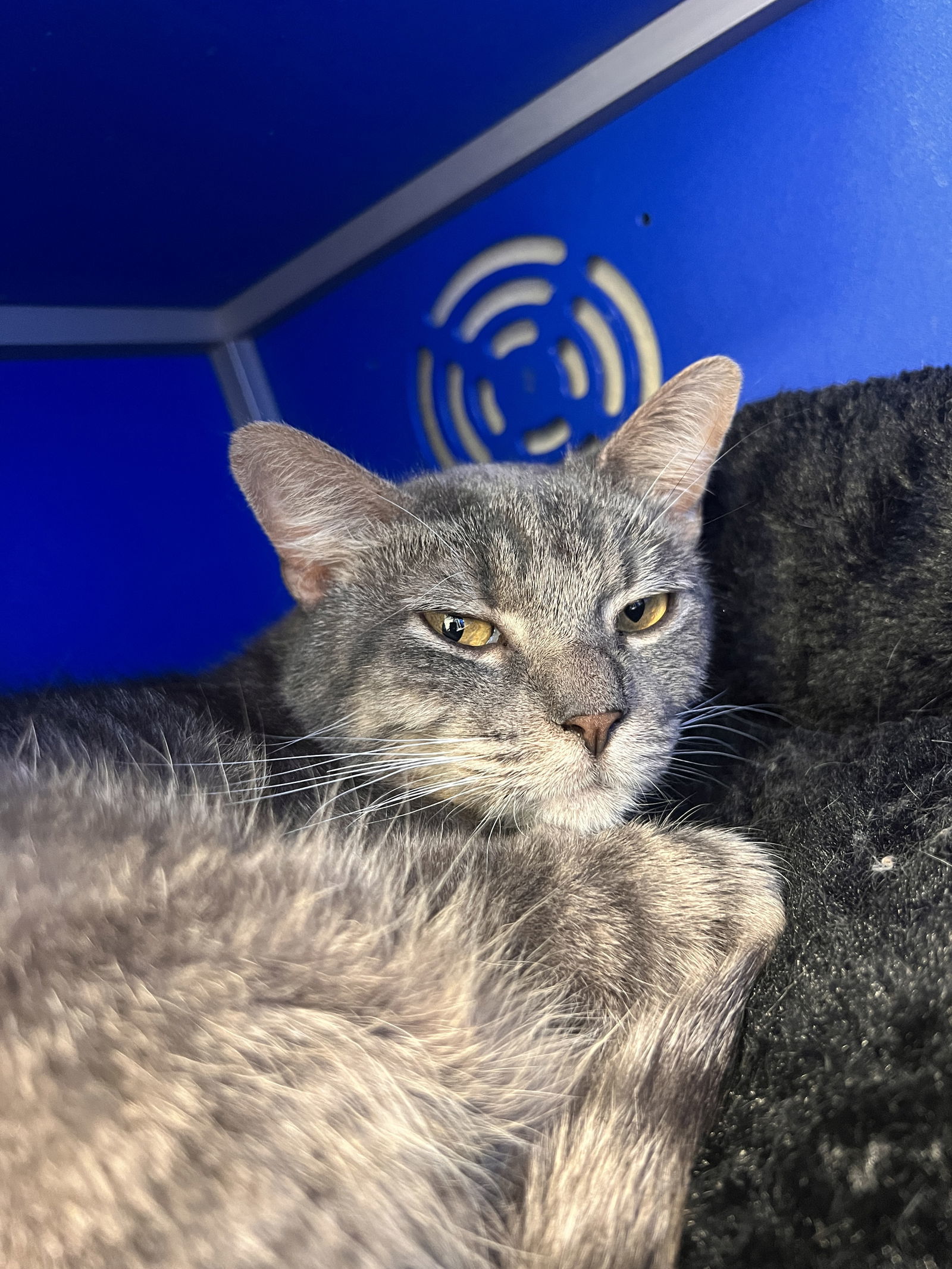 Larry, an adoptable Domestic Short Hair in Webster, WI, 54893 | Photo Image 1