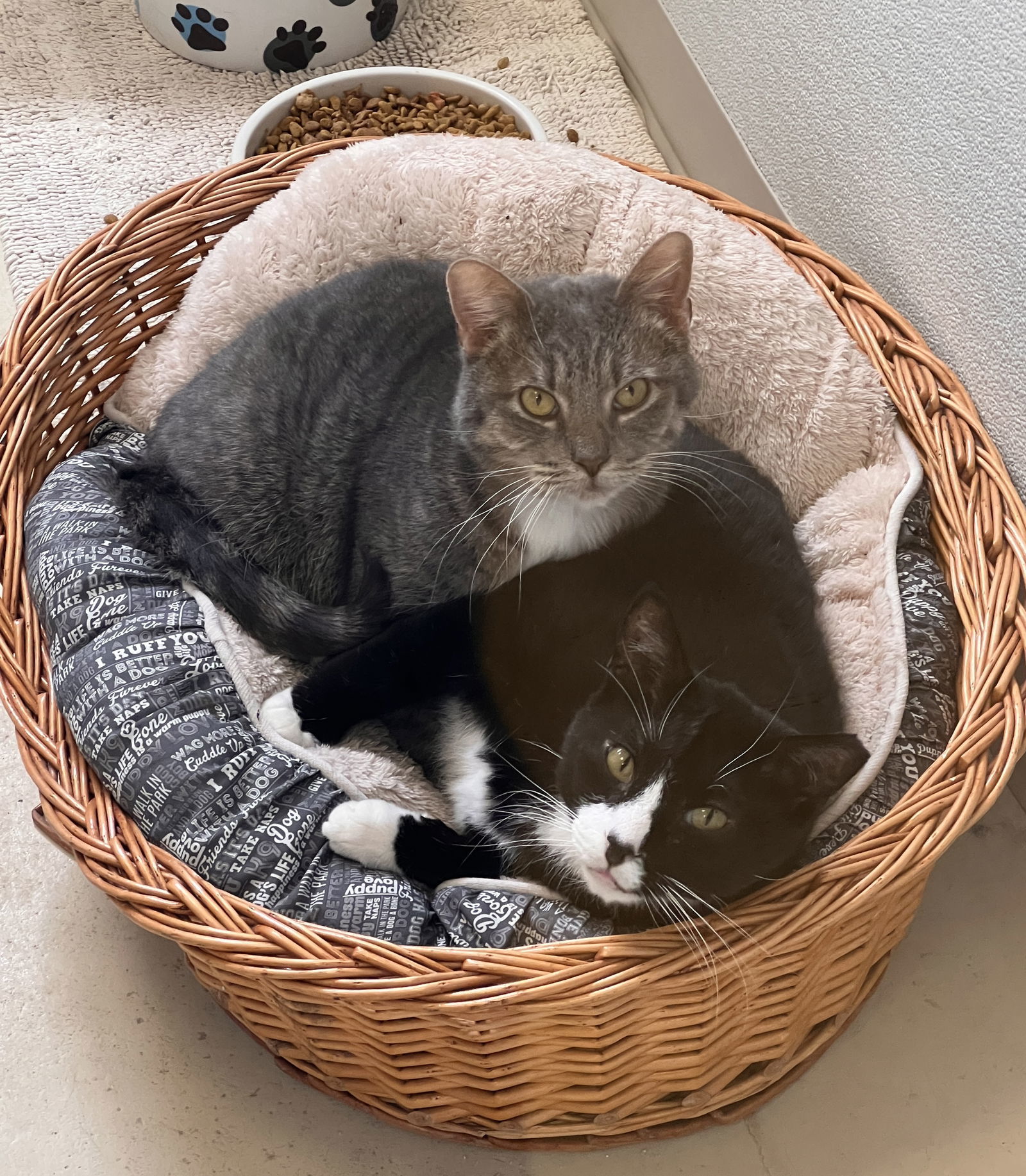 Larry, an adoptable Domestic Short Hair in Webster, WI, 54893 | Photo Image 2