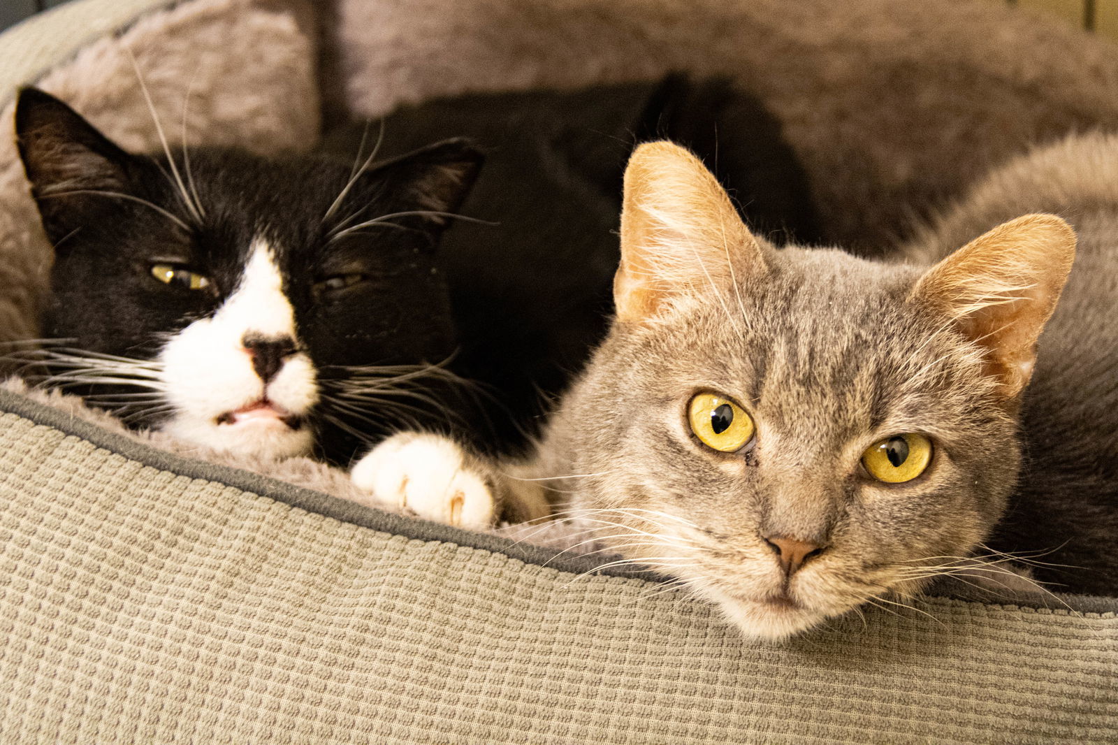 Larry, an adoptable Domestic Short Hair in Webster, WI, 54893 | Photo Image 3
