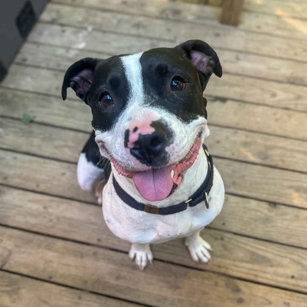 Otis