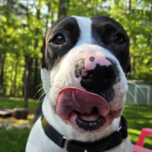 Otis