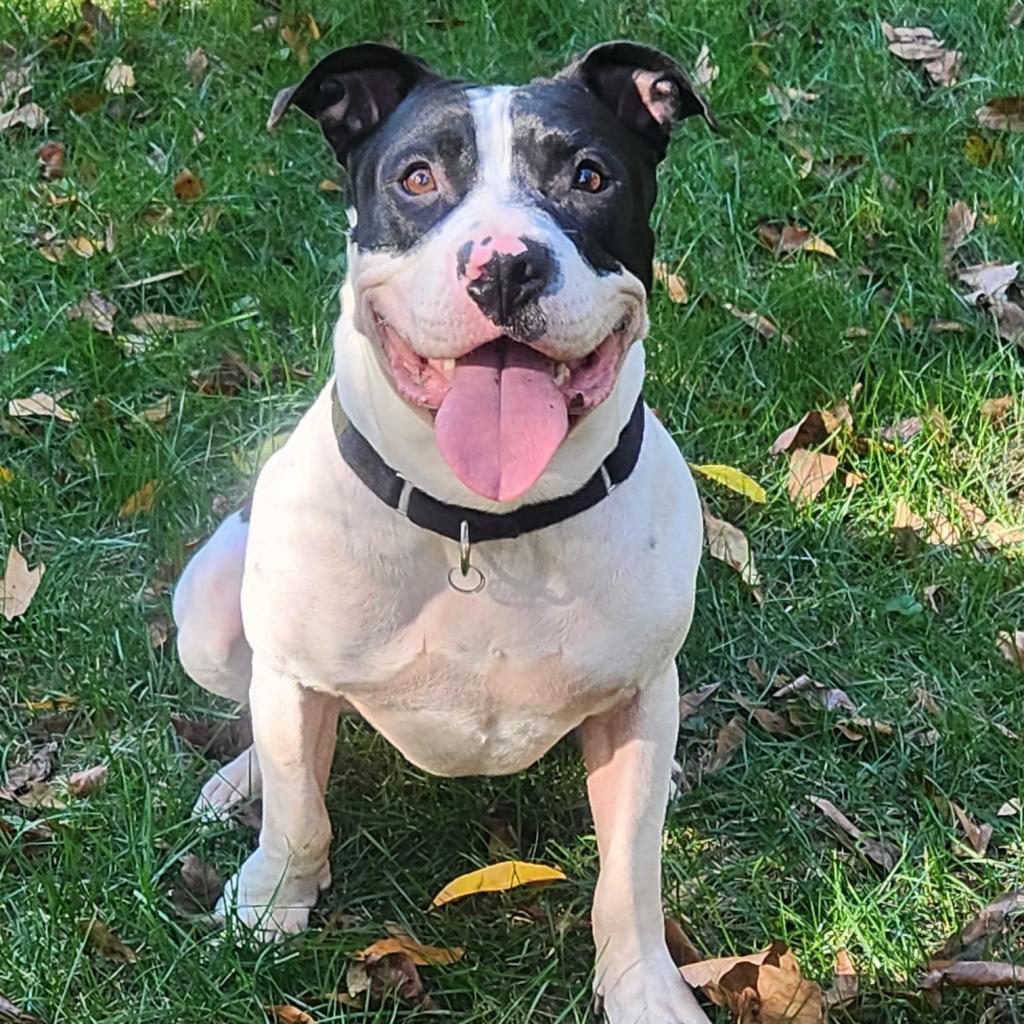 Otis