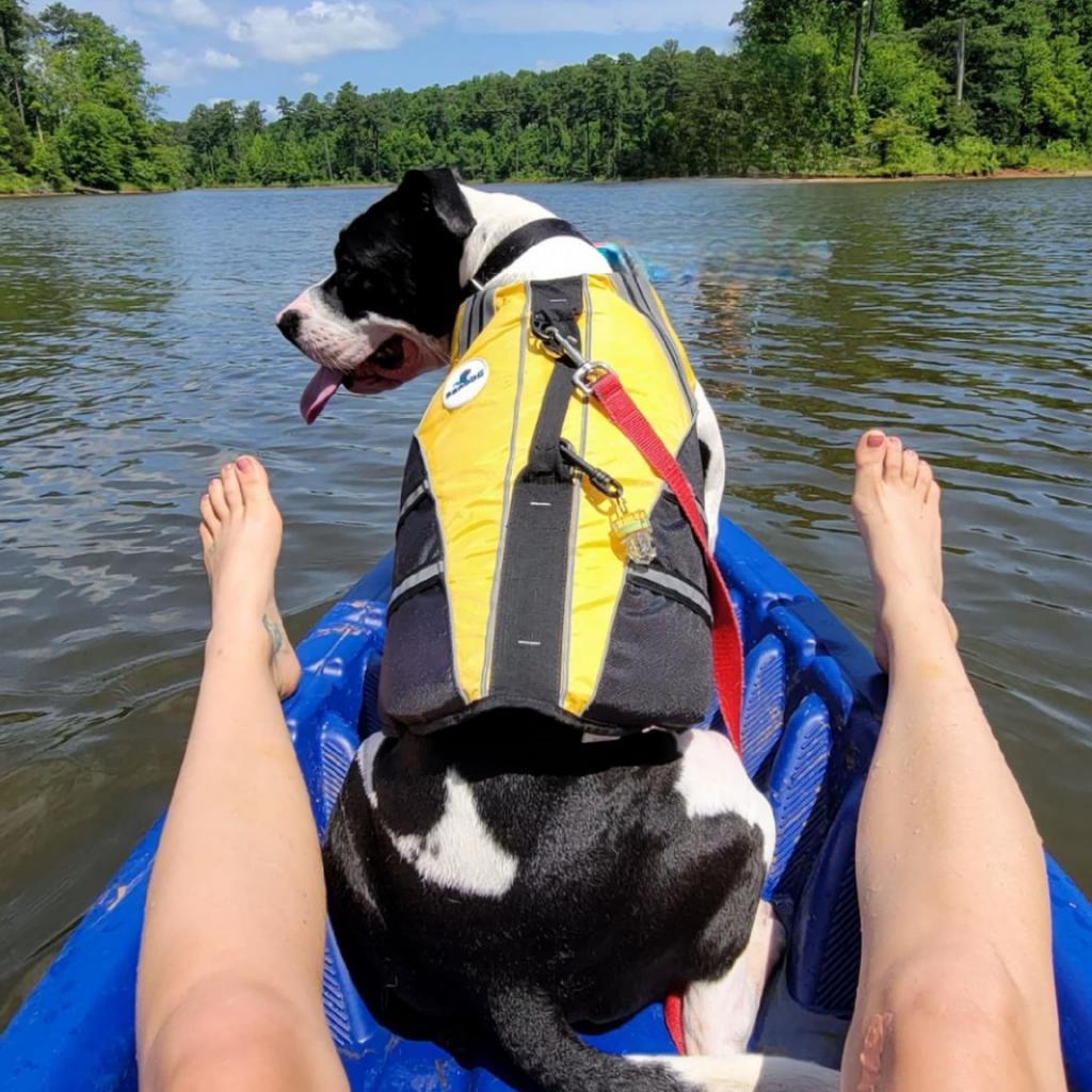 Otis, an adoptable Pit Bull Terrier in Raleigh, NC, 27604 | Photo Image 3