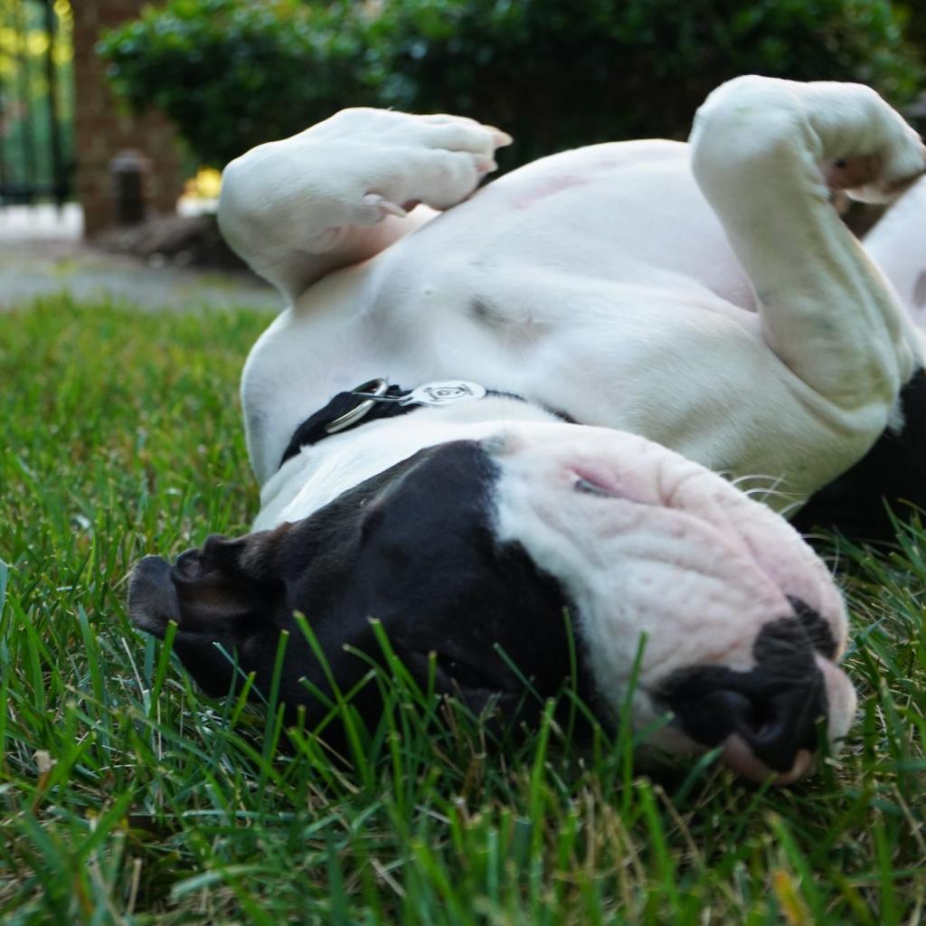Otis, an adoptable Pit Bull Terrier in Raleigh, NC, 27604 | Photo Image 4