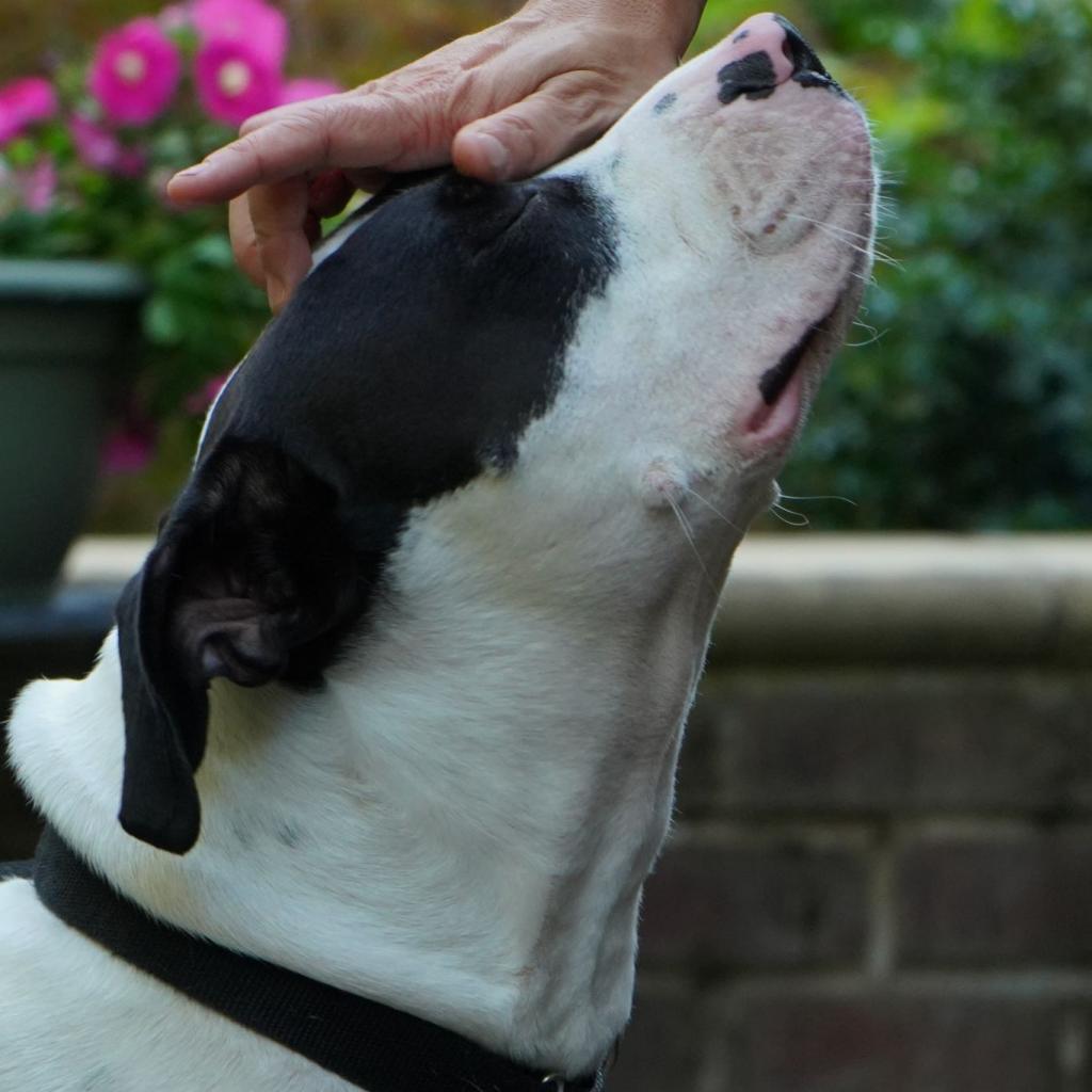 Otis, an adoptable Pit Bull Terrier in Raleigh, NC, 27604 | Photo Image 5