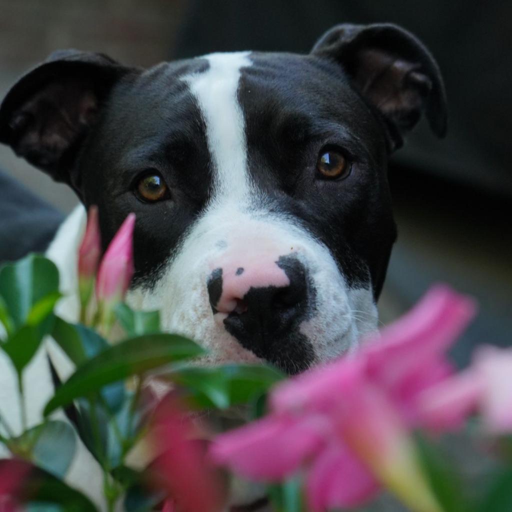 Otis, an adoptable Pit Bull Terrier in Raleigh, NC, 27604 | Photo Image 6
