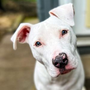 Pinkie/Billy Jean, Adult Female Pit Bull Terrier