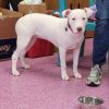 Pinkie/Billy Jean photo 4