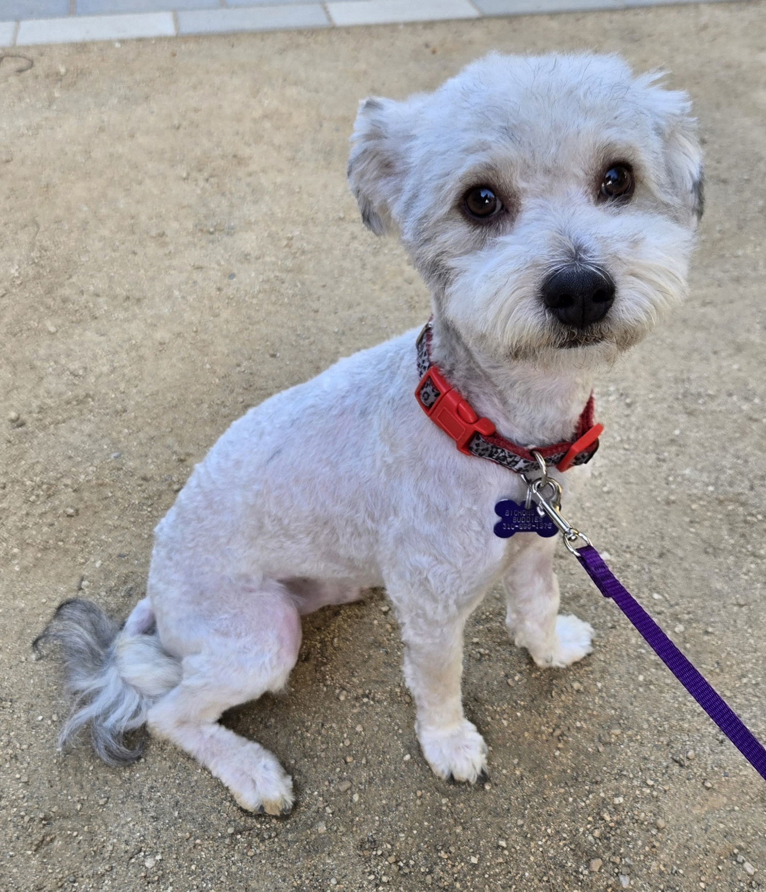 Howie, an adoptable Havanese in Los Angeles, CA, 90066 | Photo Image 1