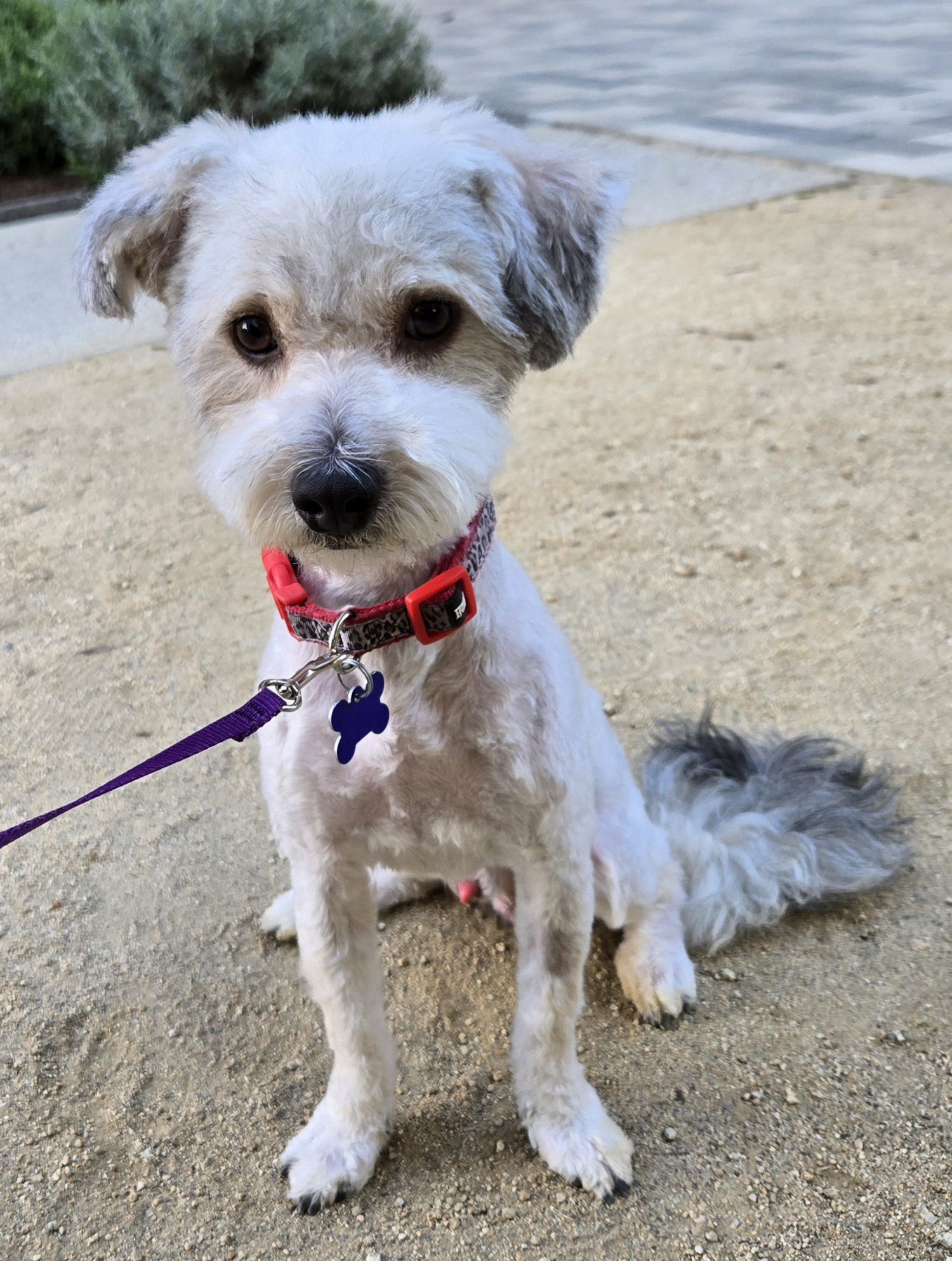 Howie, an adoptable Havanese in Los Angeles, CA, 90066 | Photo Image 2