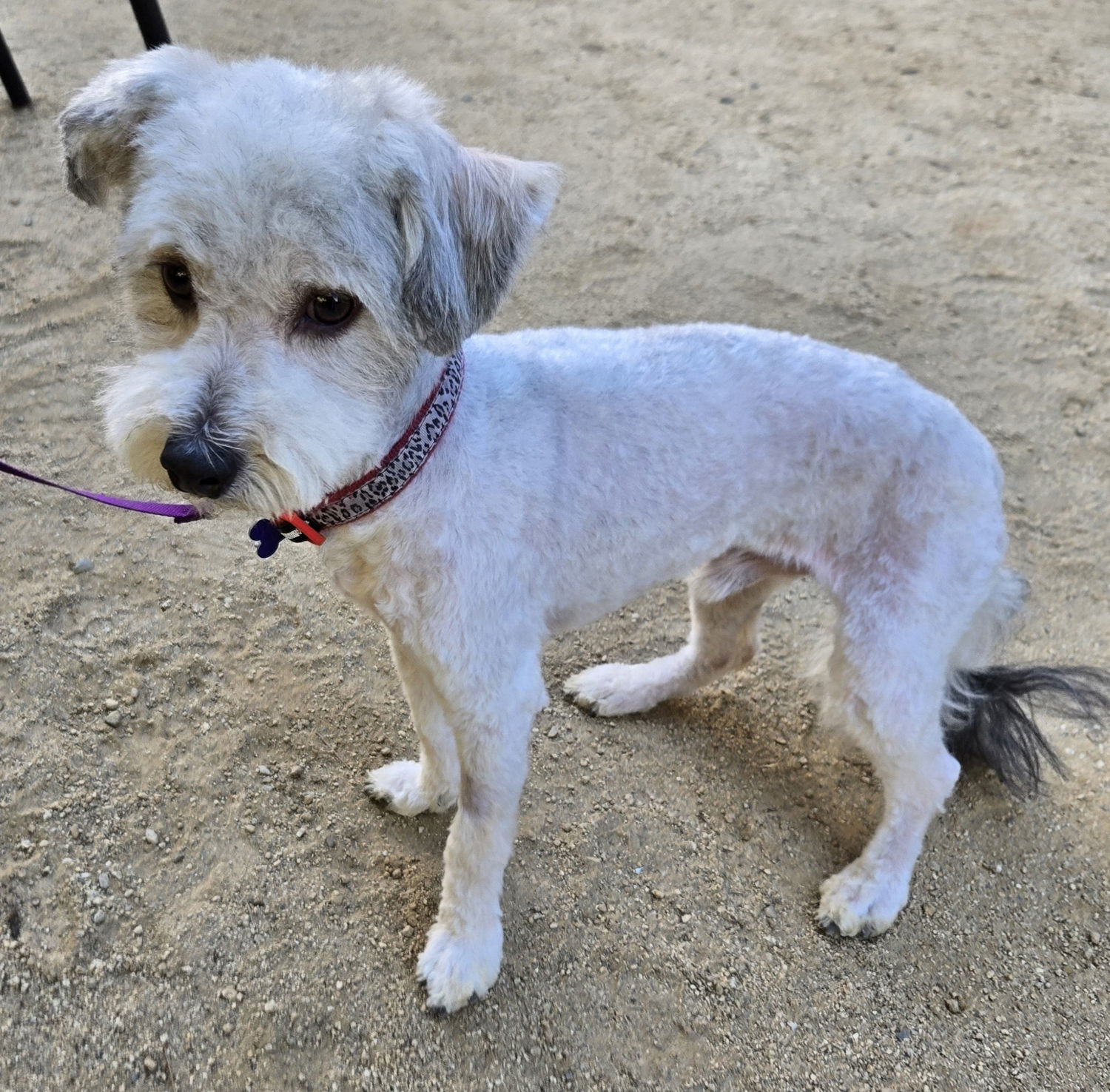 Howie, an adoptable Havanese in Los Angeles, CA, 90066 | Photo Image 3