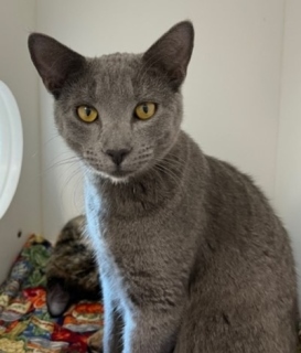 Tom Boy, an adoptable Domestic Short Hair in Kingman, AZ, 86401 | Photo Image 1