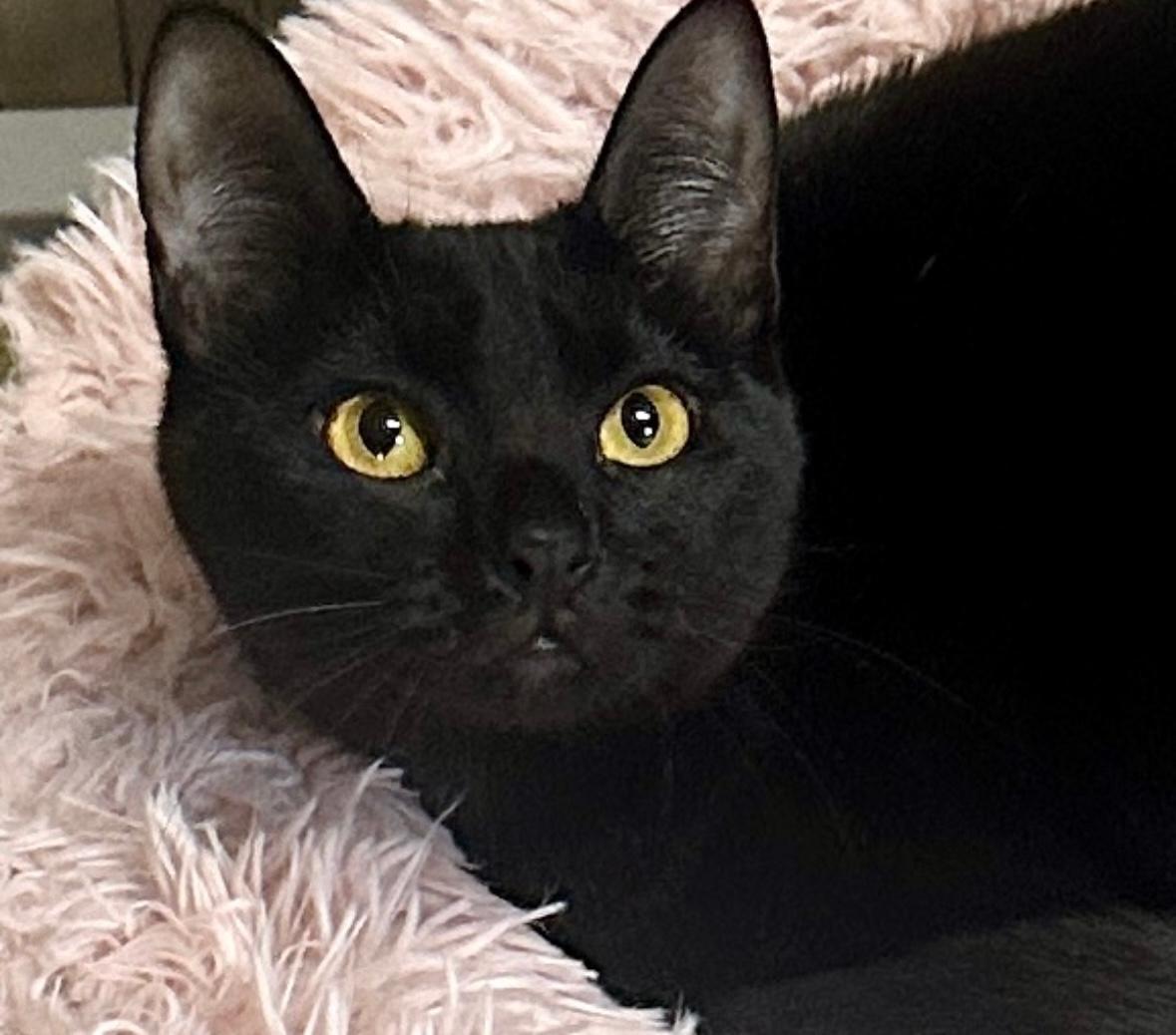 Slinky, an adoptable Domestic Short Hair in West Hills, CA, 91307 | Photo Image 1