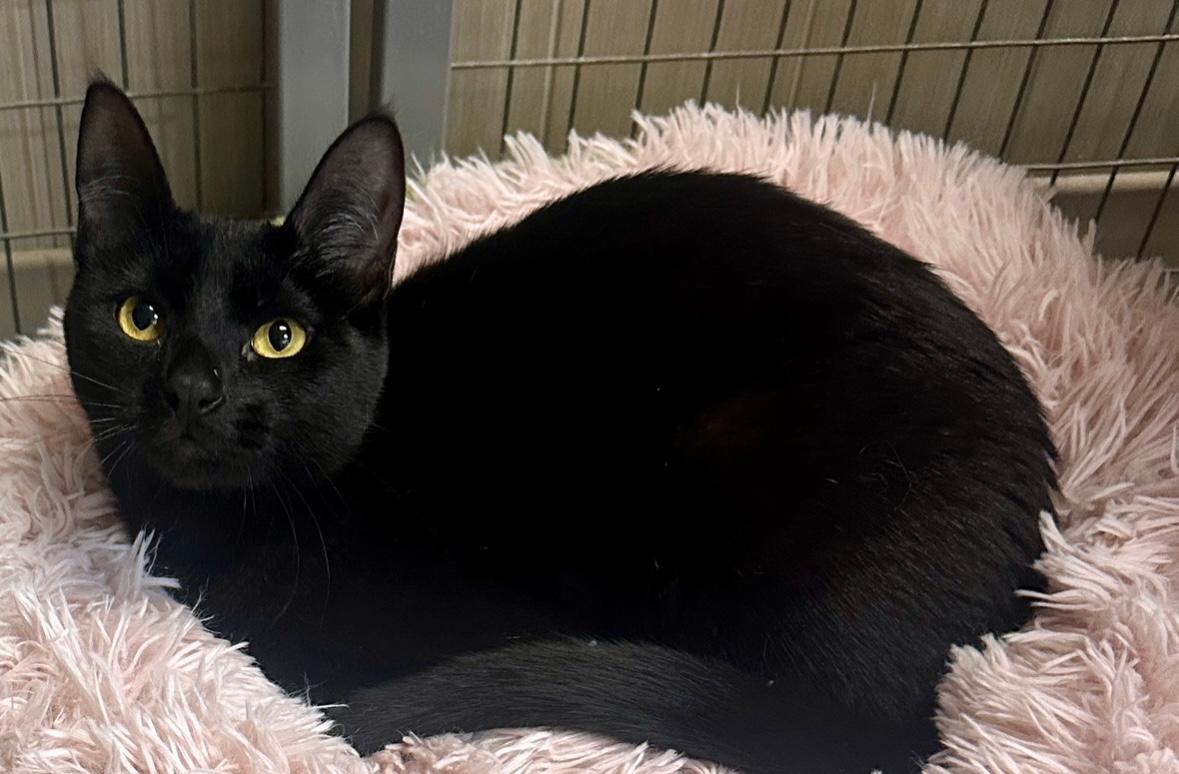 Slinky, an adoptable Domestic Short Hair in West Hills, CA, 91307 | Photo Image 2