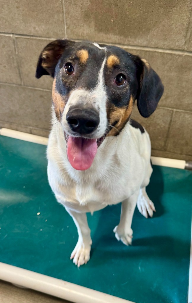 Gypsy, an adoptable Terrier, Mixed Breed in Gillette, WY, 82716 | Photo Image 1