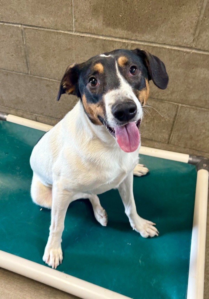 Gypsy, an adoptable Terrier, Mixed Breed in Gillette, WY, 82716 | Photo Image 3